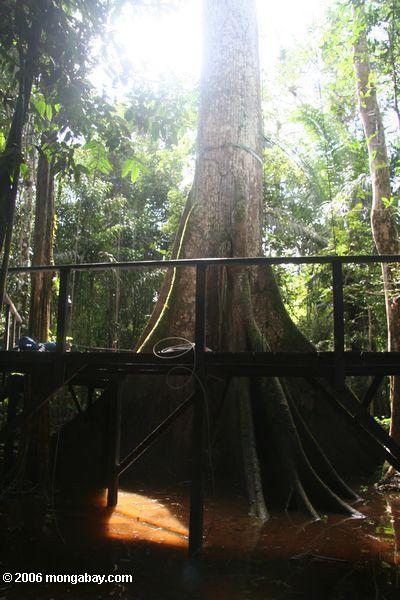 Plateforme d'accès de verrière dans la forêt inondée de marais de l'Amazone colombienne