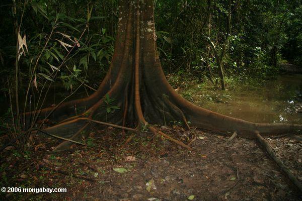 Wurzeln eines überdachungbaums im Amazonas Sumpfwald Leticia-Amazonas