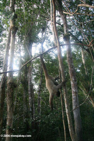 Akrobatischer wolliger Affe