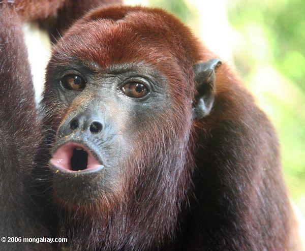 Red howler monkey howling 