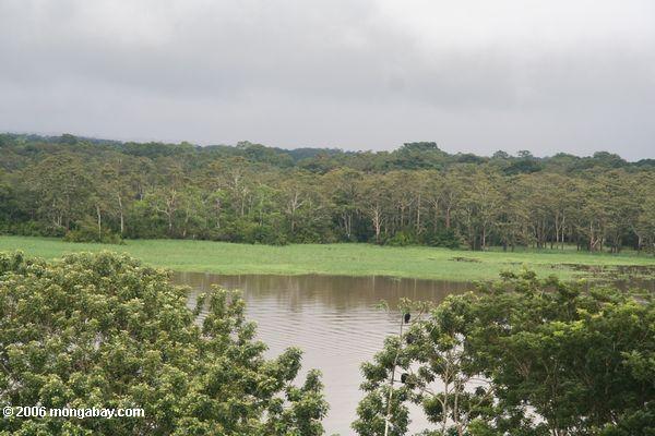 Riverbank herbeux d'un tributaire d'Amazone