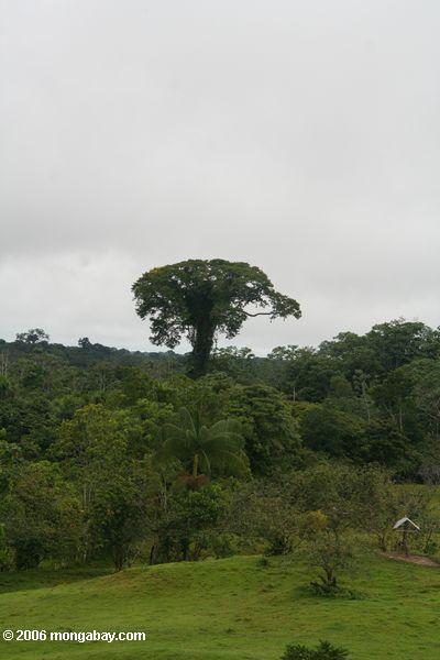 Emergent überdachungbaum im Amazonas rainforest