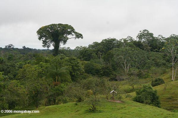 Emergent überdachungbaum nahe Vieh weiden im Amazonas