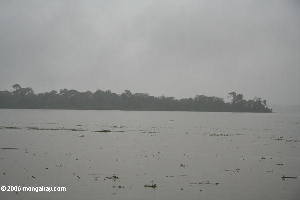Treibgut im überschwemmten Amazonas Fluß