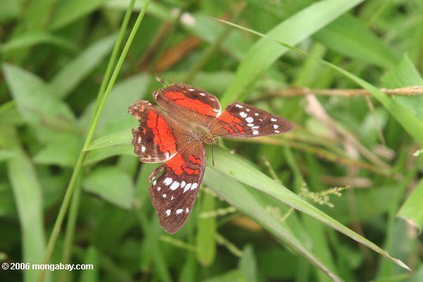 Roter und brauner Schmetterling