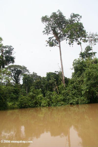Oropendula nistet entlang dem Amacayacu, ein Steuerbares des Amazonas Flusses