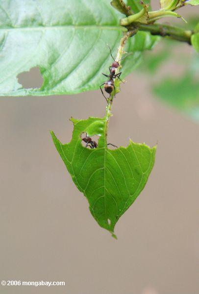 Amazonas Ameisen, die ein Blatt Leticia-Amazonas