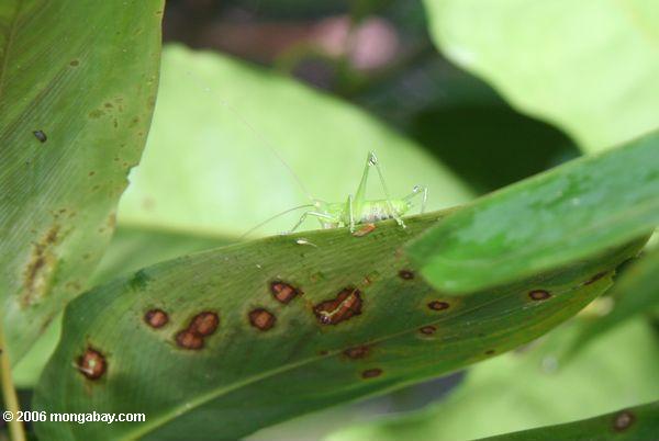 Hellgrünes katydid auf einem Blatt
