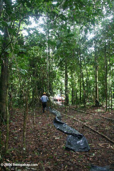 アマゾンの熱帯雨林キャンプサイト-手順1 。