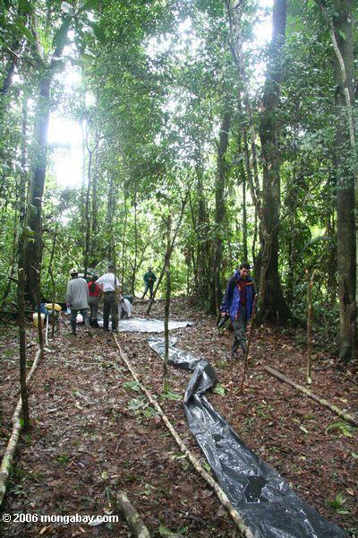 キャンプサイトは、アマゾンの熱帯雨林を設定する