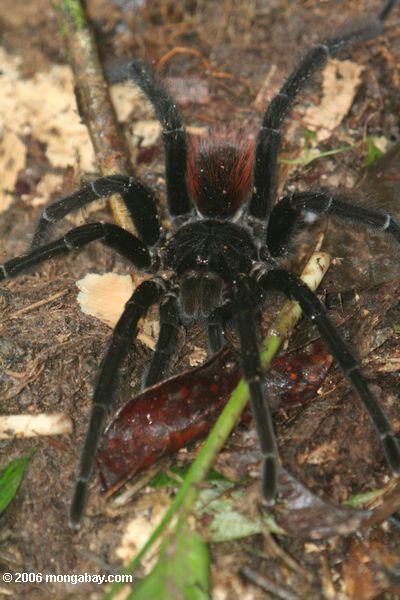 Riesiger schwarzer und roter Tarantula im Amazonas rainforest