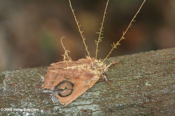 Motte, die durch einen parasitschen pilzartigen Leticia-Amazonas eingedrungen worden