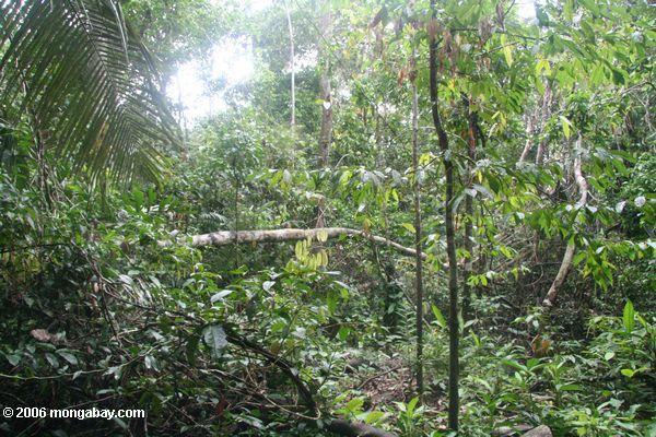 Amazonas heller Abstand verursacht bis zum einem Baumfall