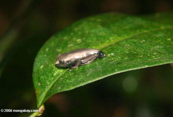 Grauer Frosch, der von tadpole zu Erwachsenform Leticia-Amazonas