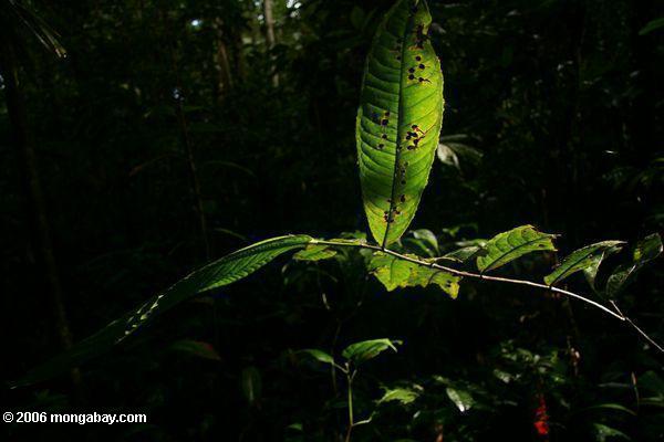 Blatt im rainforest understory