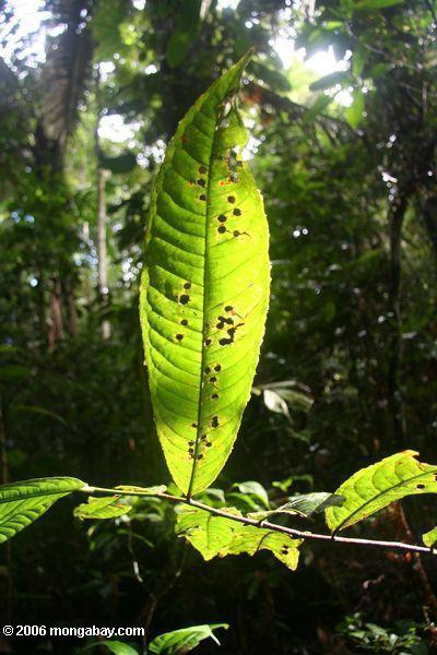 Insekt-träges Blatt im rainforest understory