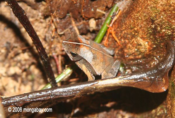 привести жаба (Bufo вероятно, ср. margaritifer) среди опавшие листья