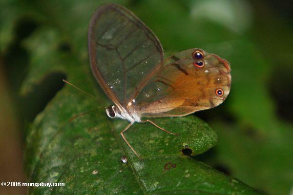 Schmetterling mit transparenten Flügeln, Augepunkten und Orangerost Färbung