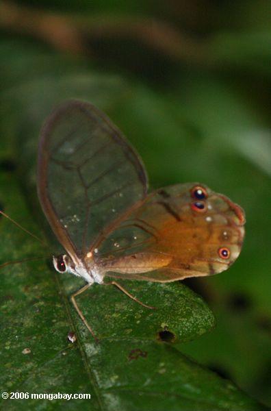 Schmetterling mit freien Flügeln und falschen Augepunkten