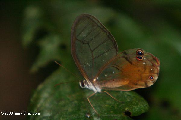 Schmetterling mit sehen-durch Flügeln und falschen Augepunkten