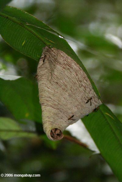 WASP гнездо под тропических листьев
