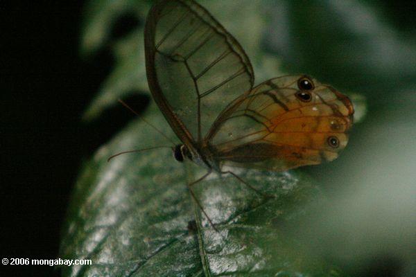Frei-Flügel Schmetterling im kolumbianischen Amazonas