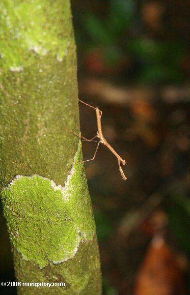 Brauner betender Mantis auf einem Flechte-bedeckten Baumstamm