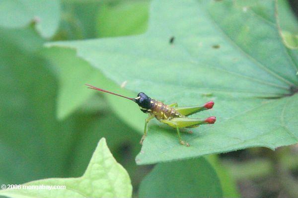 Heuschrecke: schwarzer Kopf, rote Antenne, gelbe Streifen, grüne Beine, rote Hinterteile