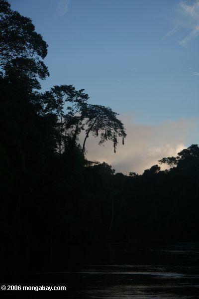 Oropendula Nester silhouettiert durch Sonnenuntergang über dem Amacayacu