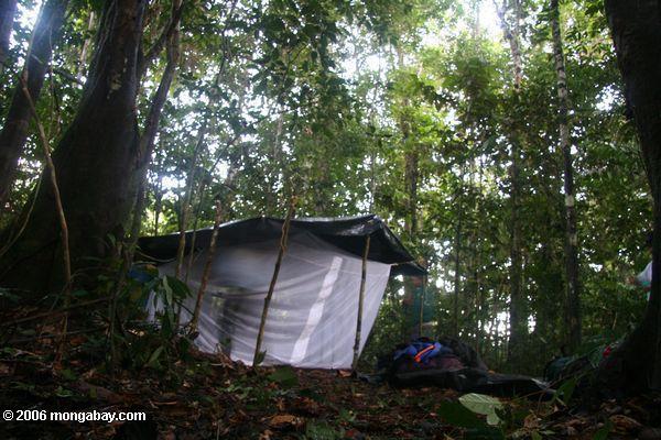 Amazonas rainforest Campingplatz