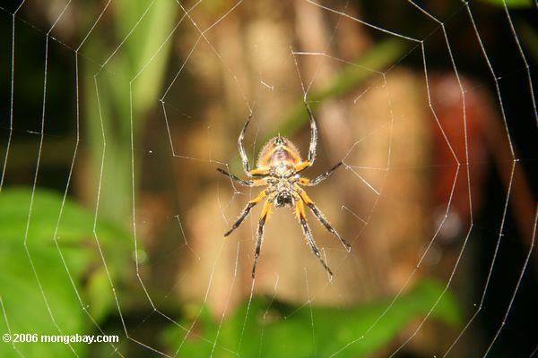 Gelbe und schwarze Spinne in seinem Netz