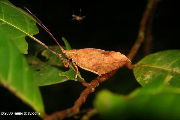 Braunes Blatt katydid im kolumbianischen Amazonas