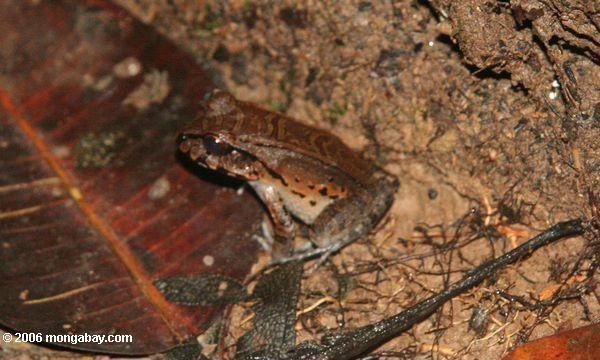 アマゾンの森の小さなカエルは、おそらくleptodactylus pentadactylus