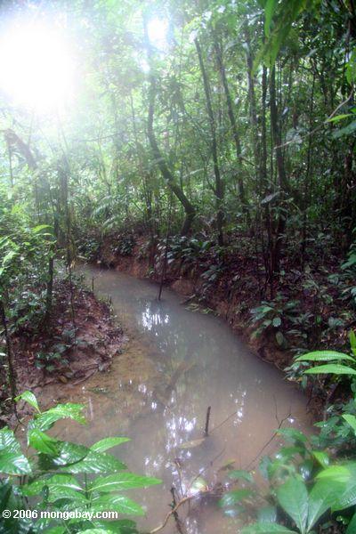 Kleiner Waldnebenfluß im kolumbianischen Amazonas