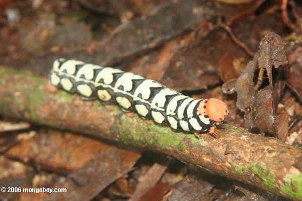 Caterpillar mit einem orange Kopf und gelb-weißen und schwarzen Bändern