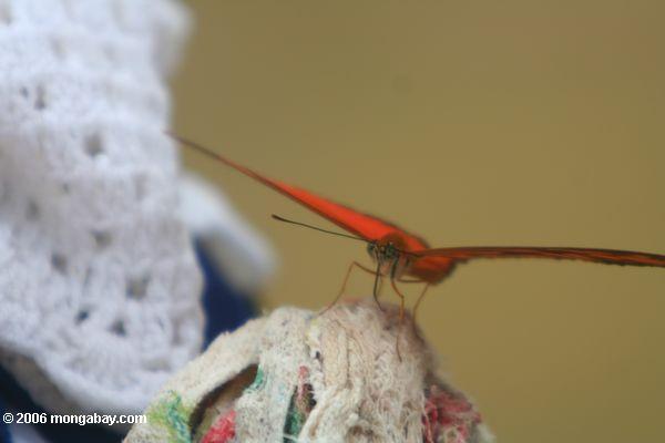 Orange Schmetterling, der auf feuchte Wäscherei Leticia-Amazonas