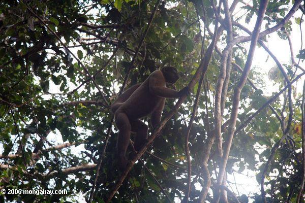 шерстистый обезьяна на дереве