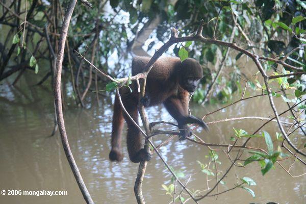 черный паук обезьяна в колумбийской Амазонии