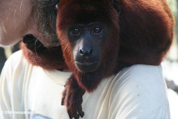 красно-сирот ревун обезьяна в реабилитационный центр