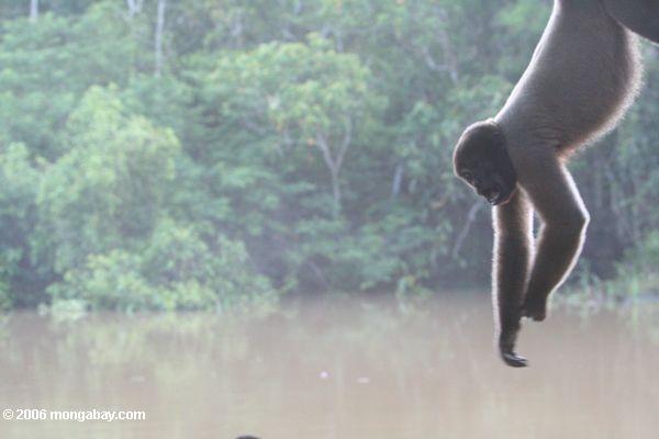 Wolliger Affe, der heraus Leticia-Amazonas