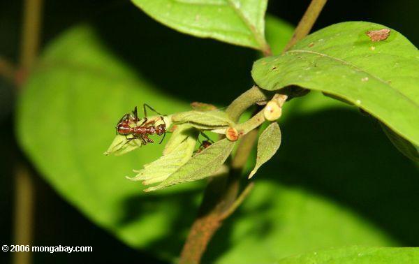 Ameisen in einem symbiotischen Verhältnis zu einem Betrieb im Amazonas rainforest