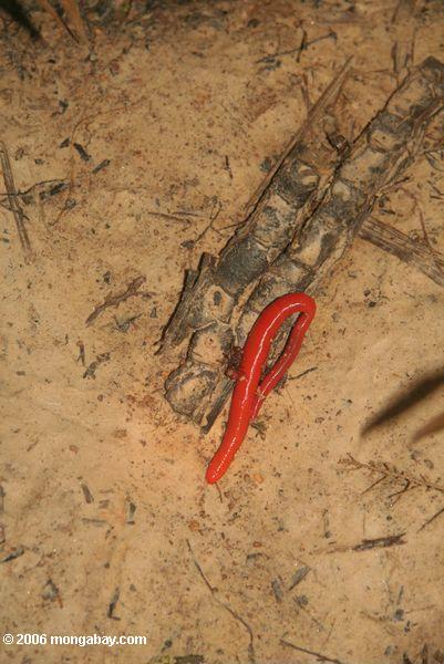 アマゾンの熱帯雨林の床の上に赤い分割ワーム