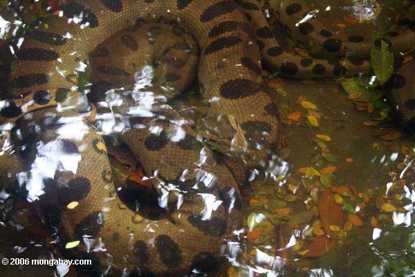 Anaconda verde subaquático