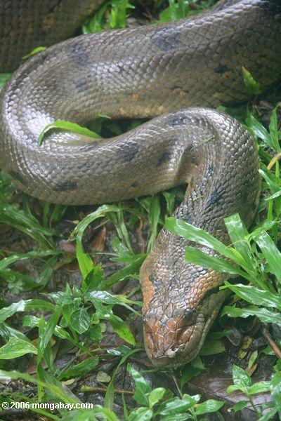 Grünes anaconda in Kolumbien