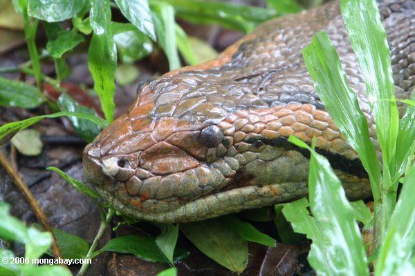 Grünes anaconda (Eunectes murinus) in Kolumbien
