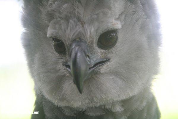 Gesicht eines Harpy-Adlers, der größte Adler Leticia-Amazonas