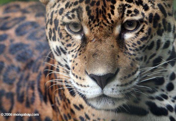 Jaguar in Colombia