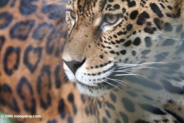 Колумбийская Jaguar (panthera onca)