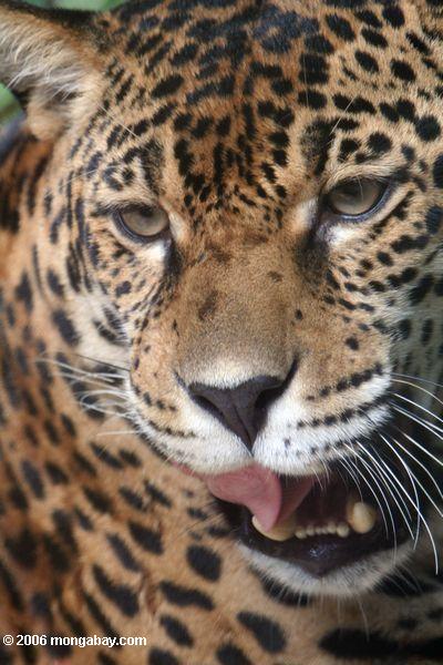 Jaguar, der seine öffnung Leticia-Amazonas