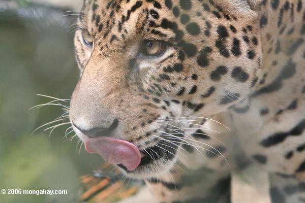 Jaguar, der seine Hiebe Leticia-Amazonas